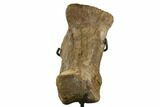 11.4" Triceratops Metatarsal (Foot Bone) - Montana - #129945-4